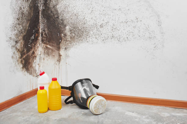 Best Biohazard Mold Removal  in Pelican Bay, FL